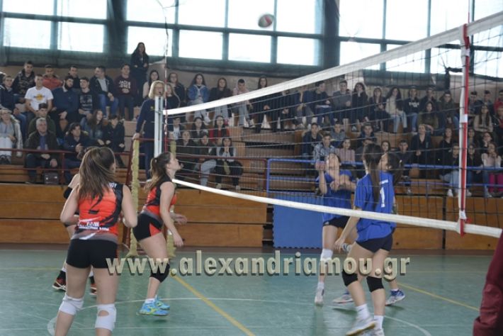 volley _1ogel-kassandra064